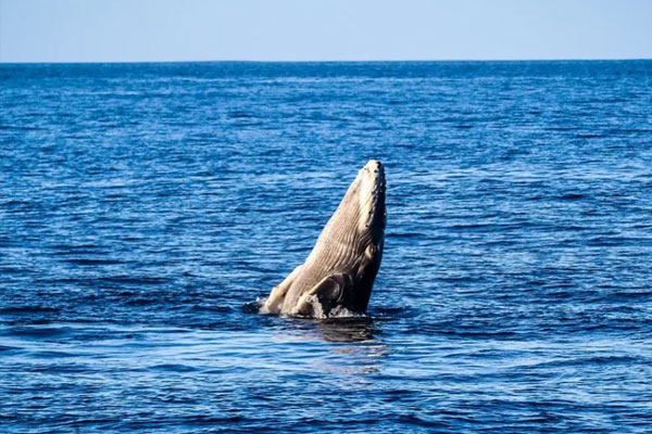 Whale watching in Hawaii, with a humpback whale breaching the surface of the Pacific Ocean.